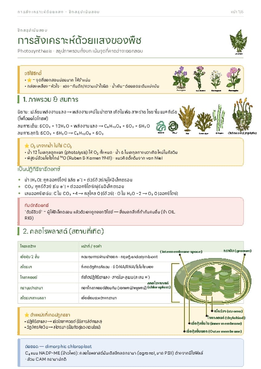 📋 ชีทสรุปการสังเคราะห์แสง ตัวอย่างหน้า 1