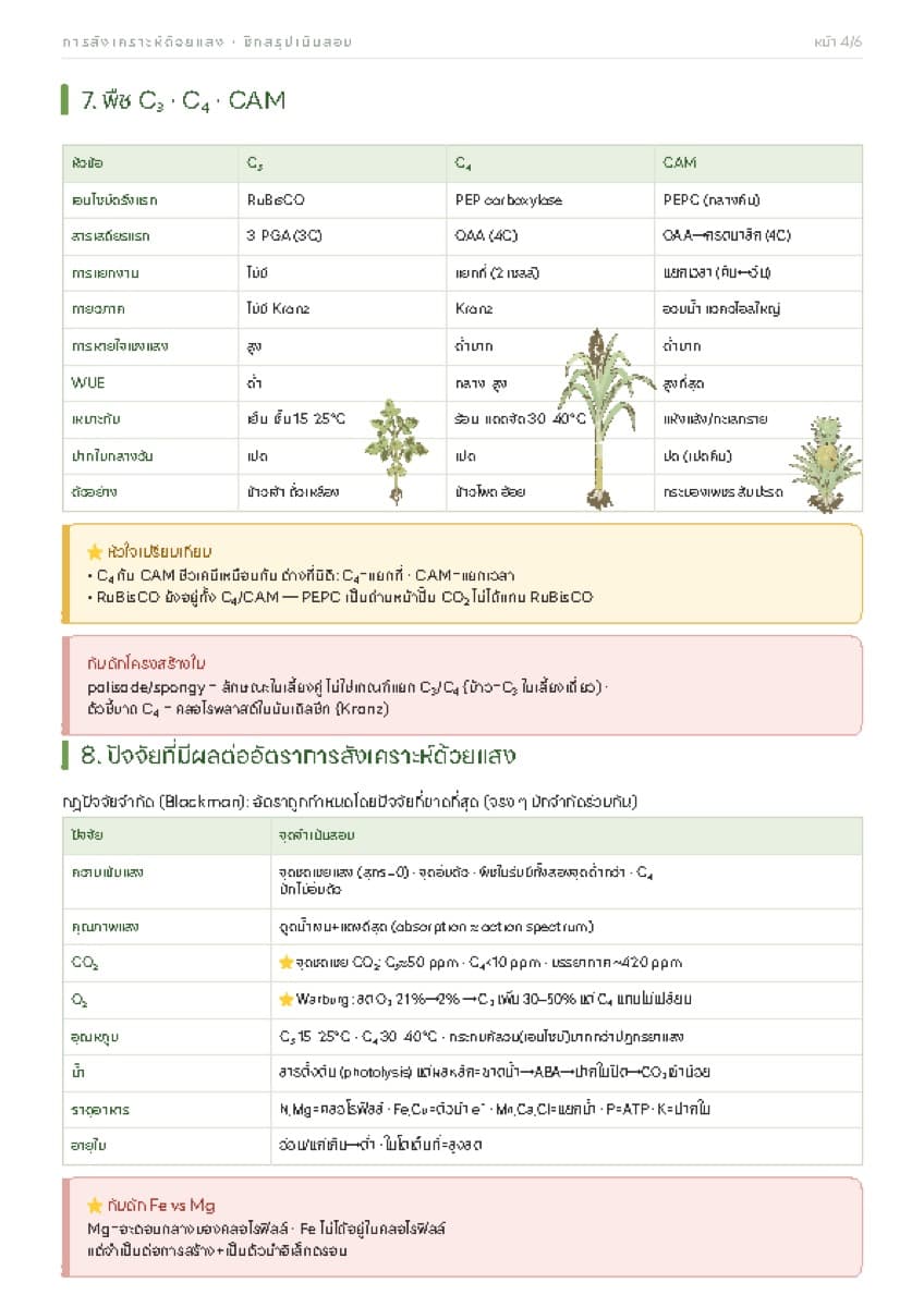 📋 ชีทสรุปการสังเคราะห์แสง ตัวอย่างหน้า 2