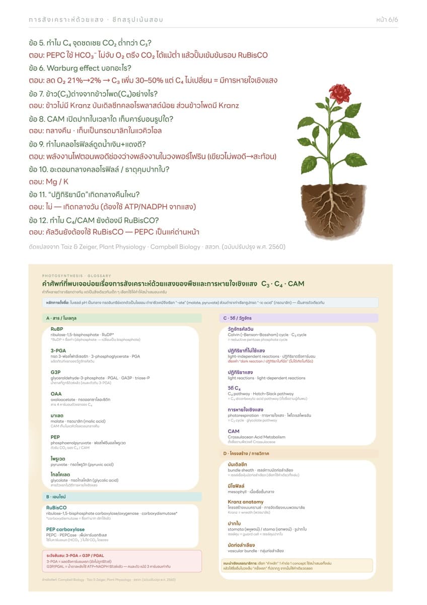 📋 ชีทสรุปการสังเคราะห์แสง ตัวอย่างหน้า 3