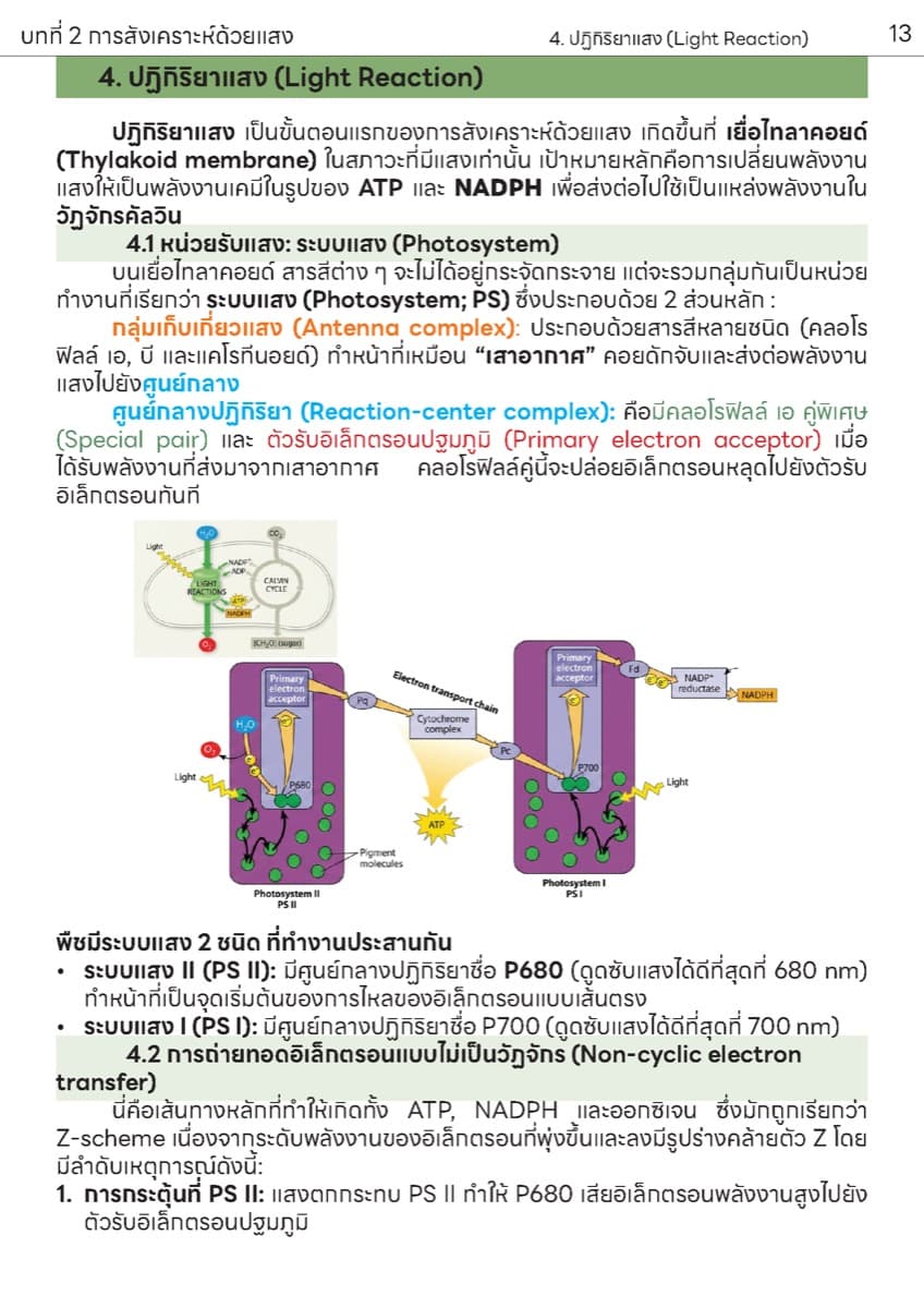 📚 ตำราเรียน การสังเคราะห์แสง ตัวอย่างหน้า 5