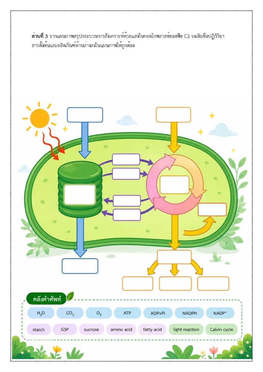 📝 ใบงาน การสังเคราะห์แสง ตัวอย่างหน้า 5