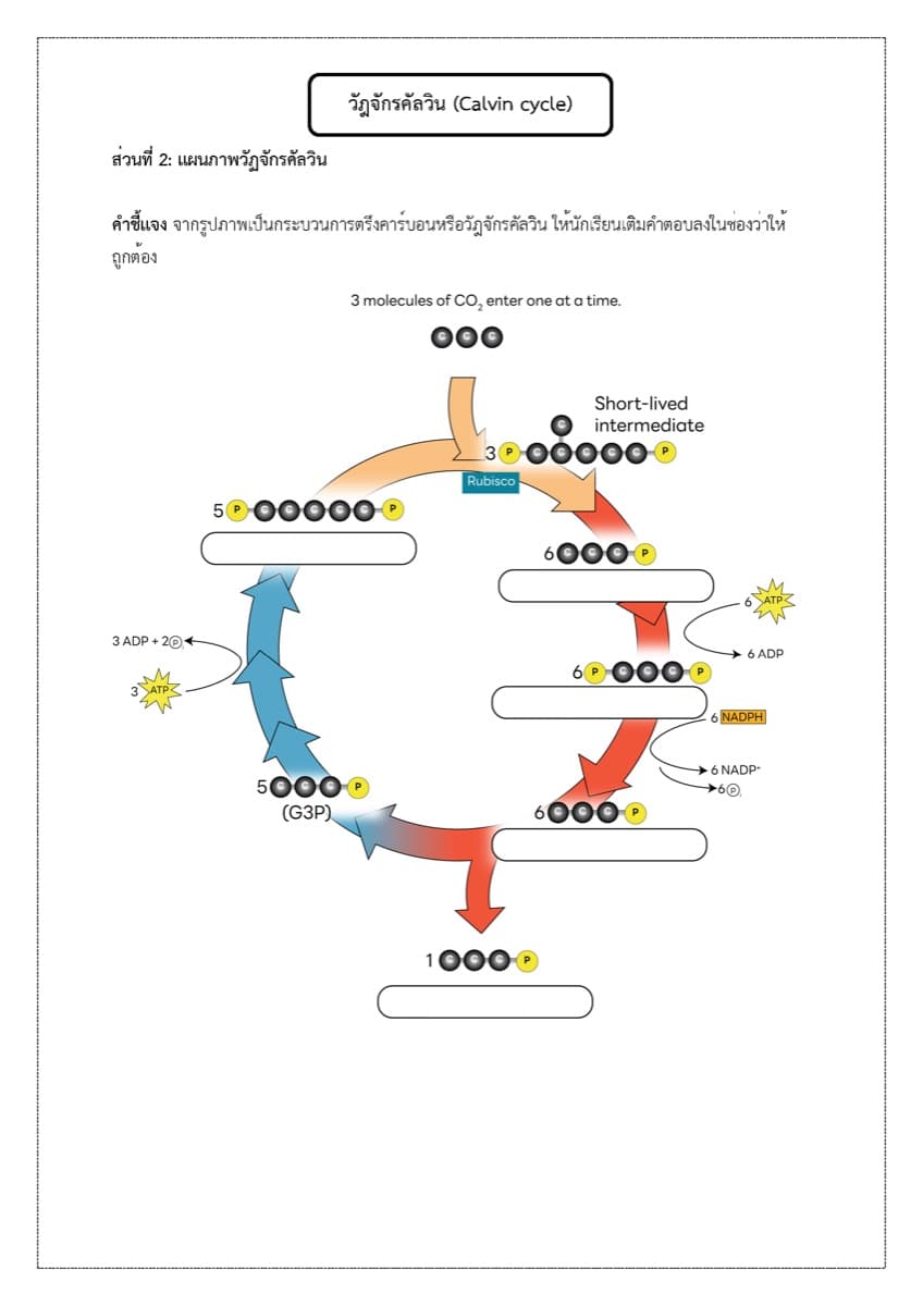 📝 ใบงาน การสังเคราะห์แสง ตัวอย่างหน้า 6