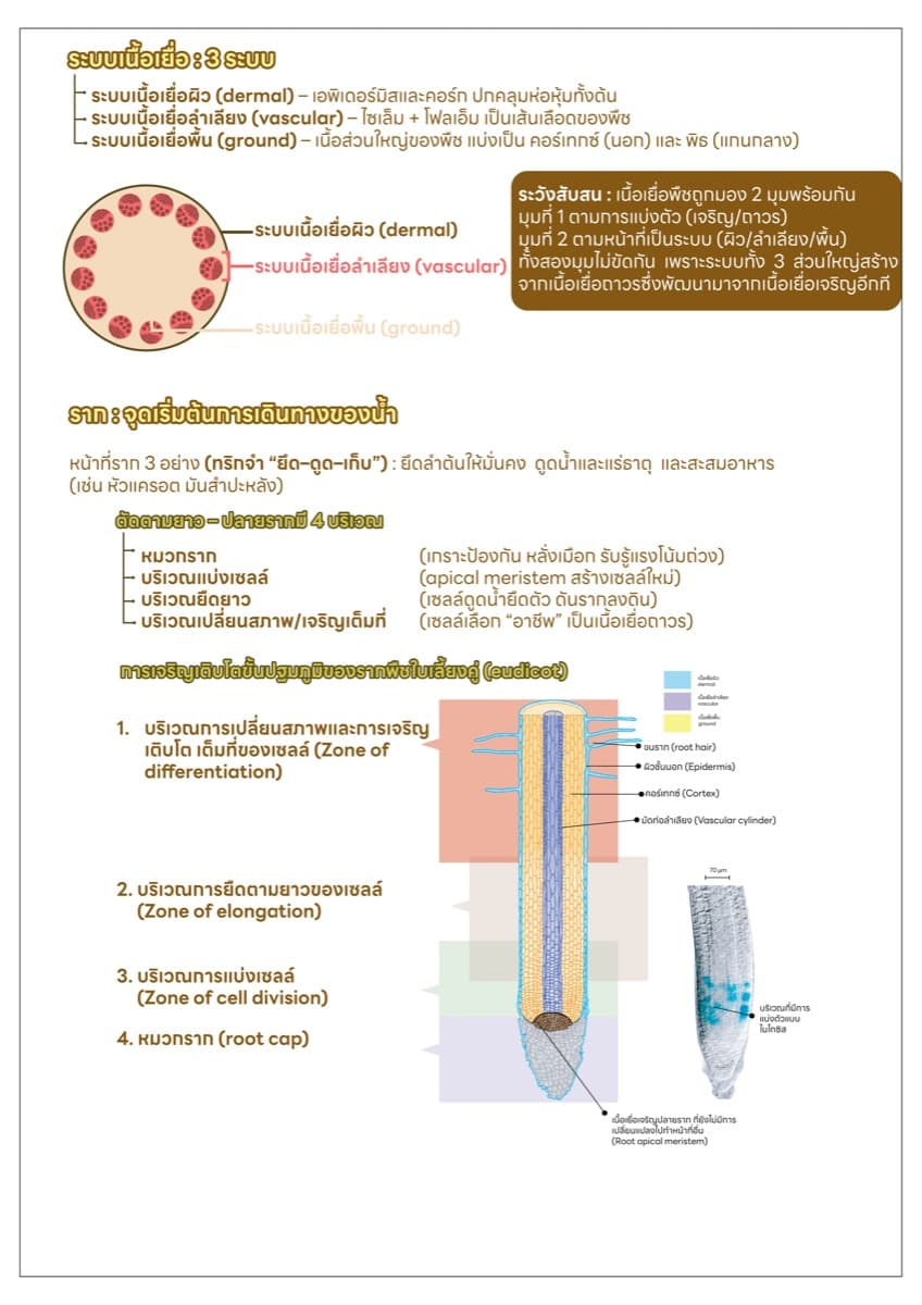 📋 ชีทสรุปภาพรวม ตัวอย่างหน้า 1