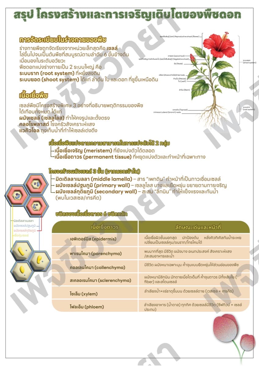 📋 ชีทสรุปภาพรวม ตัวอย่างหน้า 2