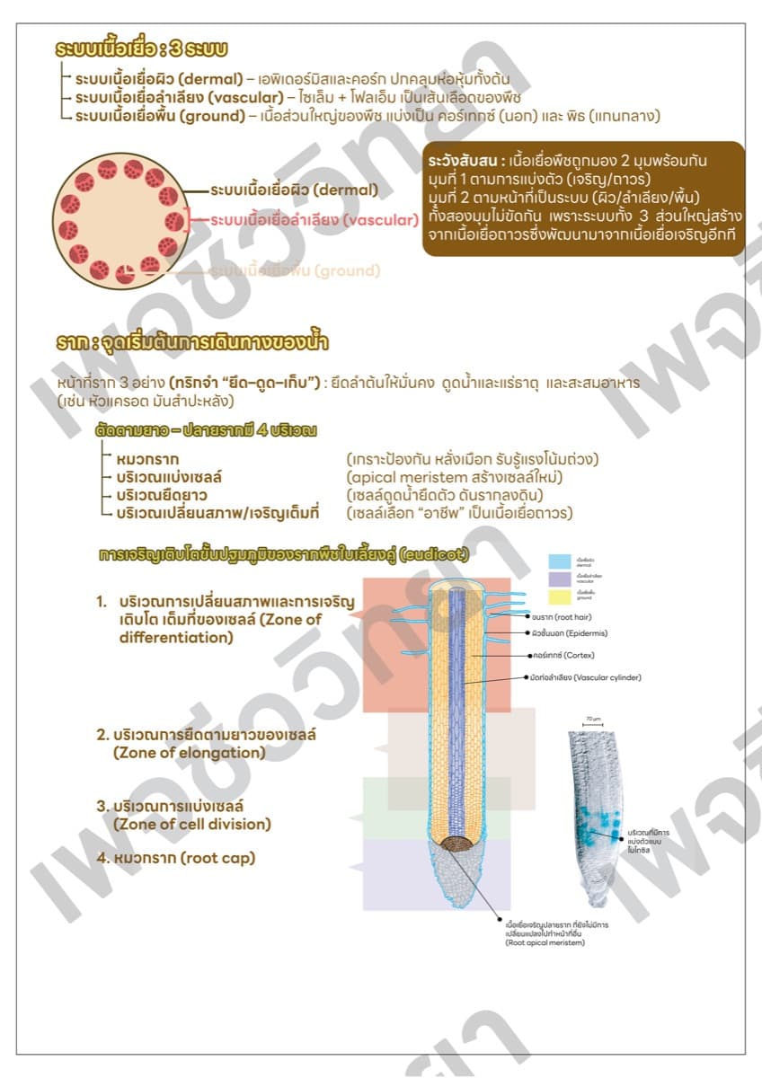 📋 ชีทสรุปภาพรวม ตัวอย่างหน้า 3