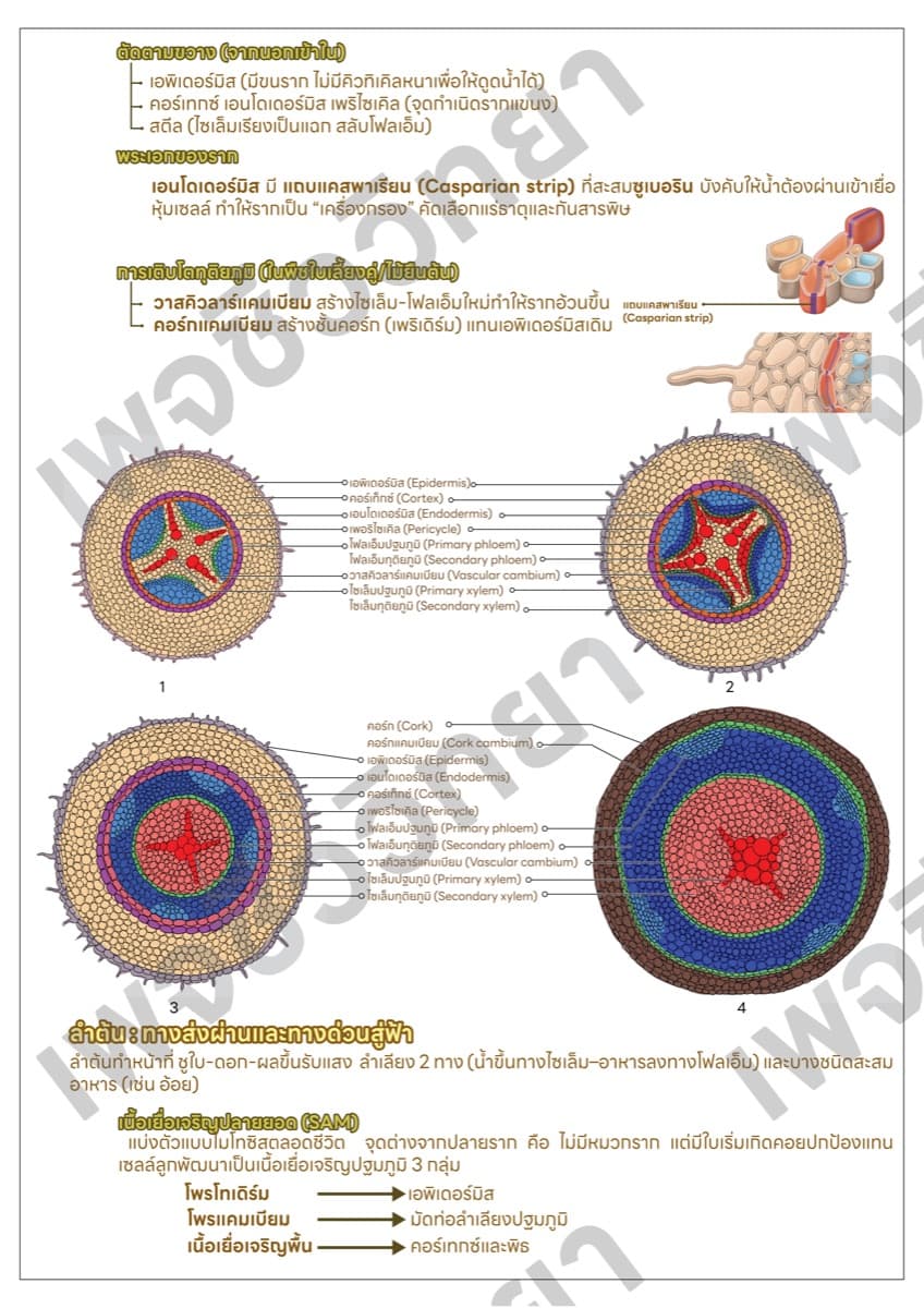 📋 ชีทสรุปภาพรวม ตัวอย่างหน้า 4