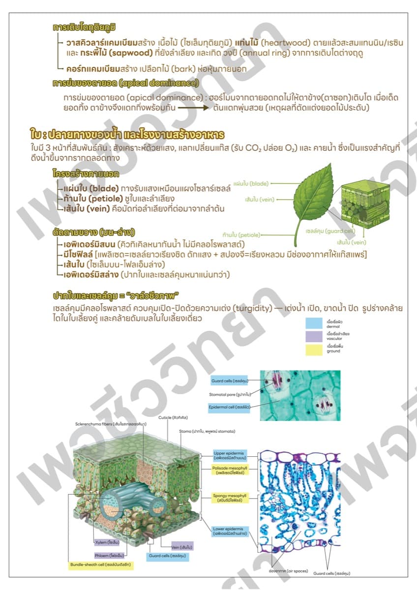 📋 ชีทสรุปภาพรวม ตัวอย่างหน้า 5