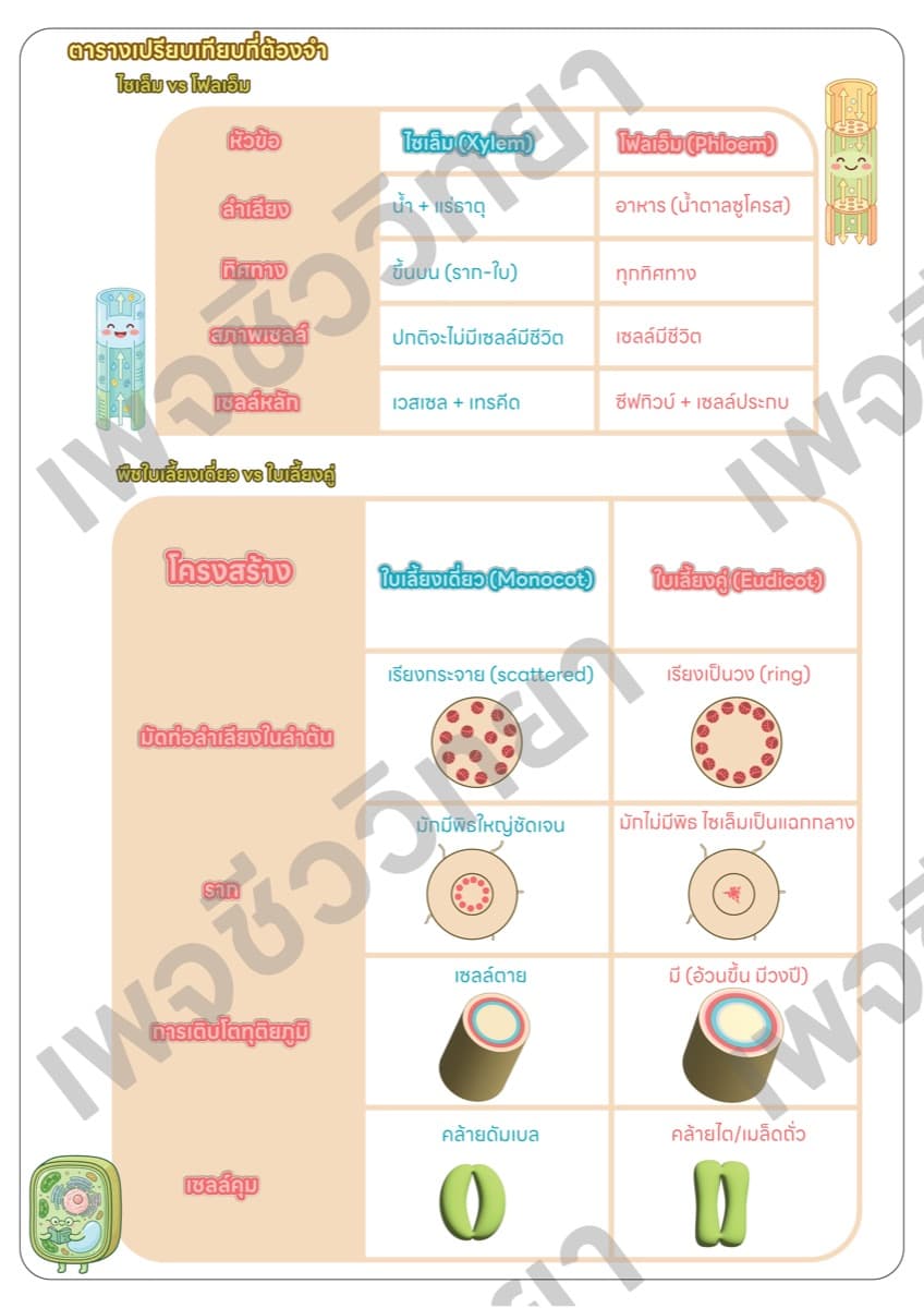 📋 ชีทสรุปภาพรวม ตัวอย่างหน้า 6