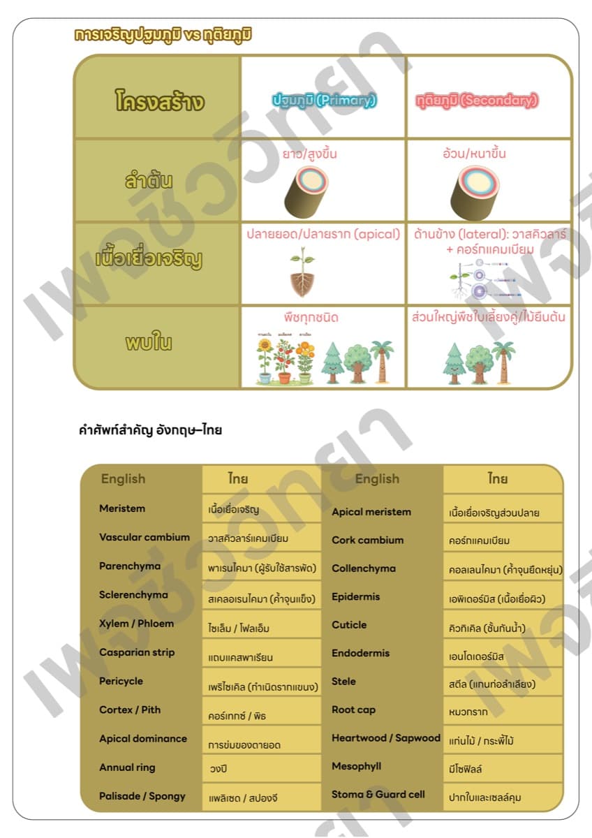📋 ชีทสรุปภาพรวม ตัวอย่างหน้า 7