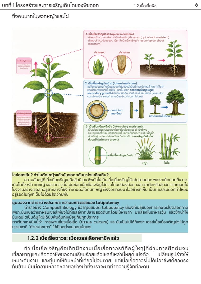 📚 ตำราเรียน เนื้อเยื่อพืช ตัวอย่างหน้า 2