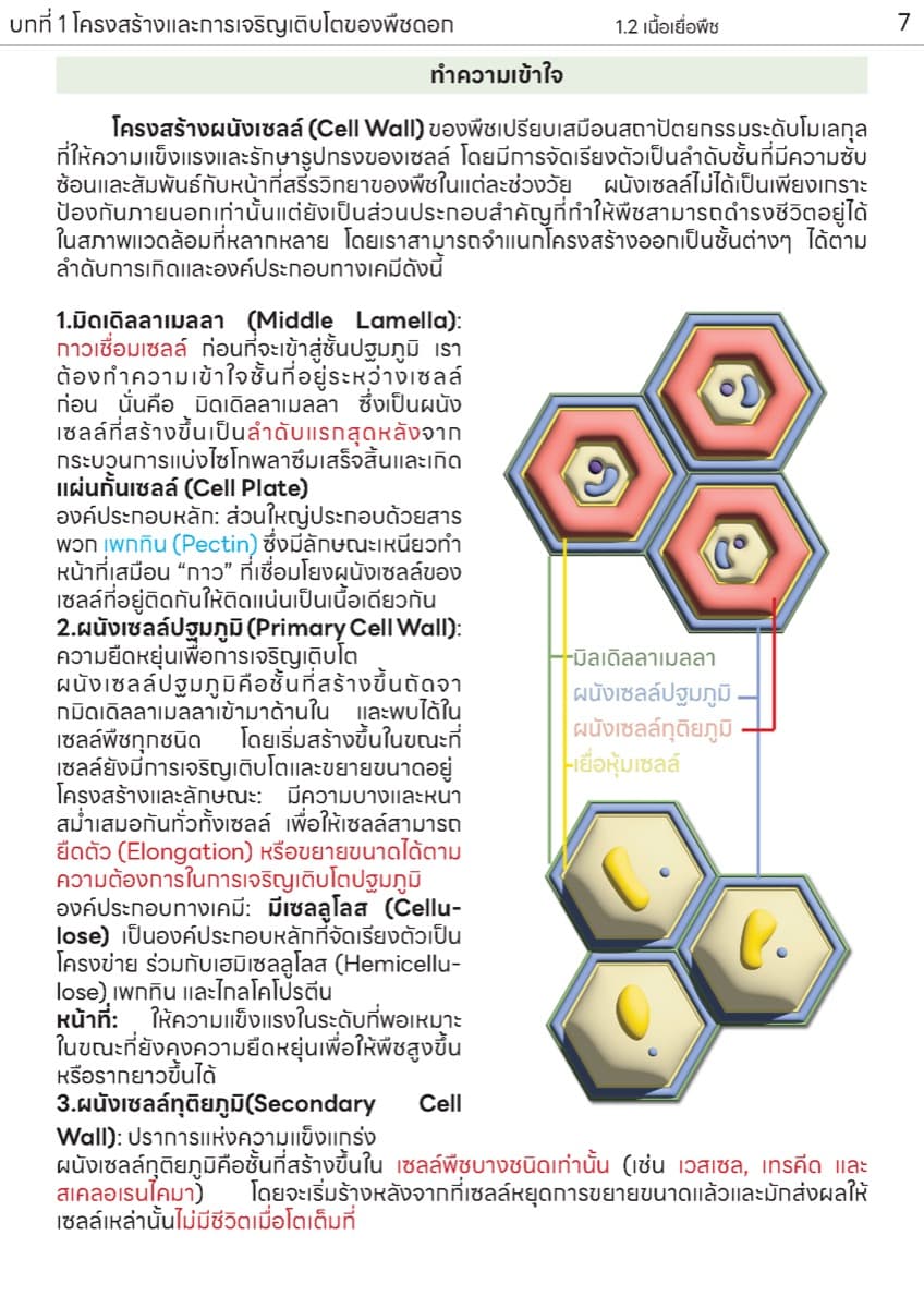 📚 ตำราเรียน เนื้อเยื่อพืช ตัวอย่างหน้า 3