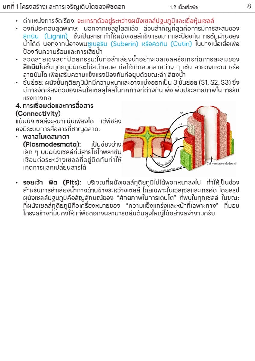 📚 ตำราเรียน เนื้อเยื่อพืช ตัวอย่างหน้า 4