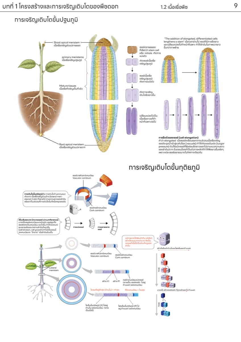 📚 ตำราเรียน เนื้อเยื่อพืช ตัวอย่างหน้า 5