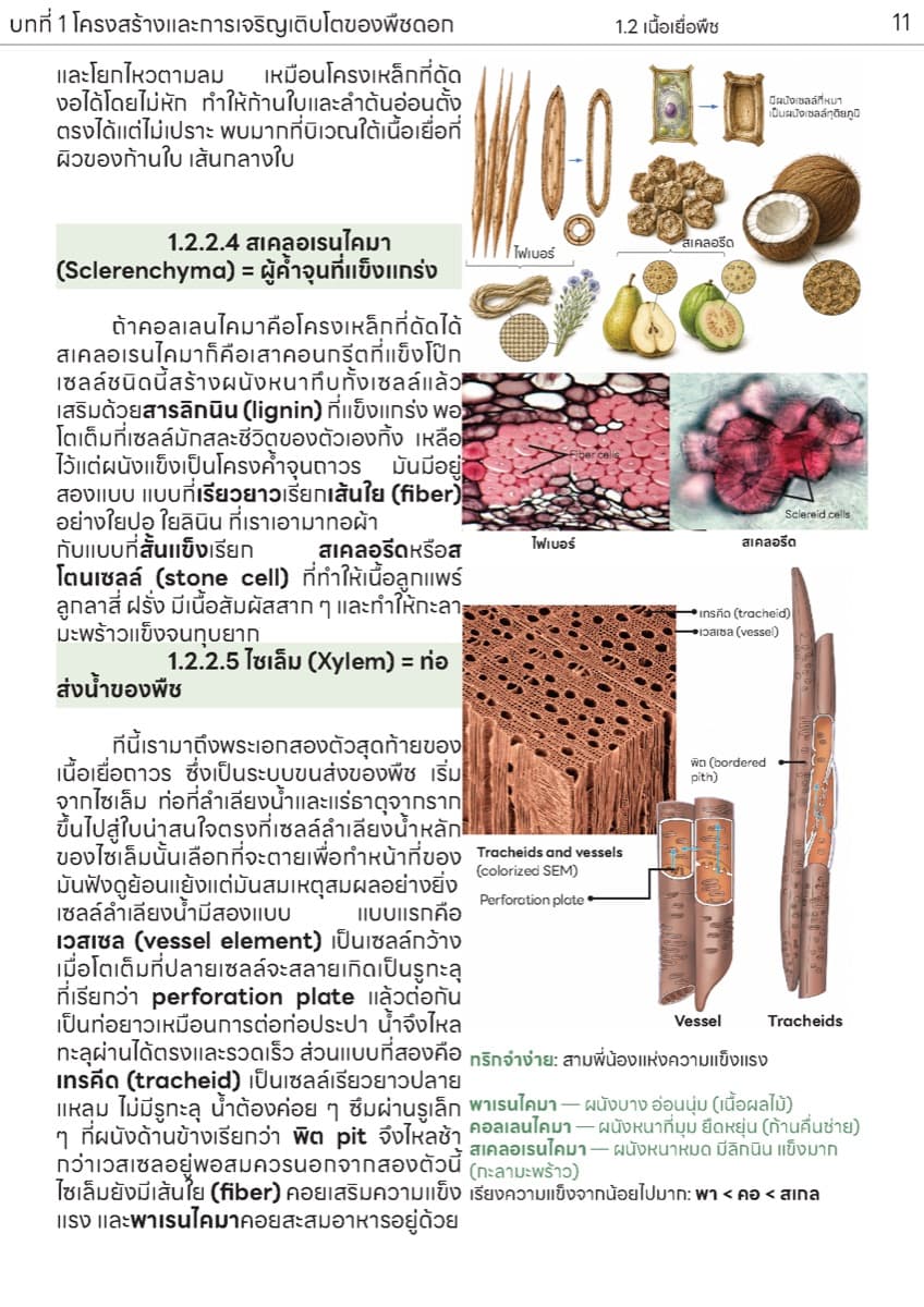 📚 ตำราเรียน เนื้อเยื่อพืช ตัวอย่างหน้า 6