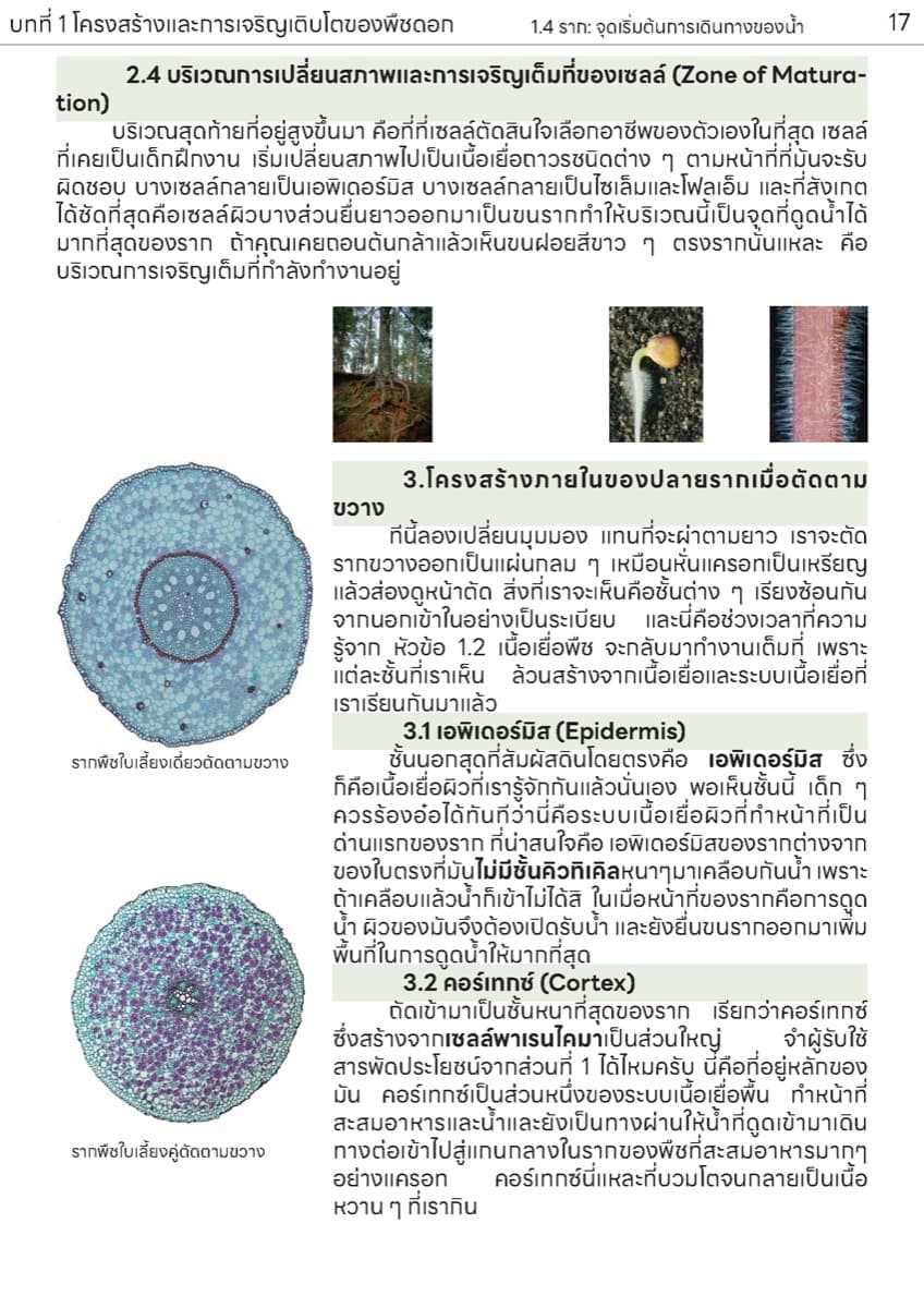📚 ตำราเรียน เนื้อเยื่อพืช ตัวอย่างหน้า 8