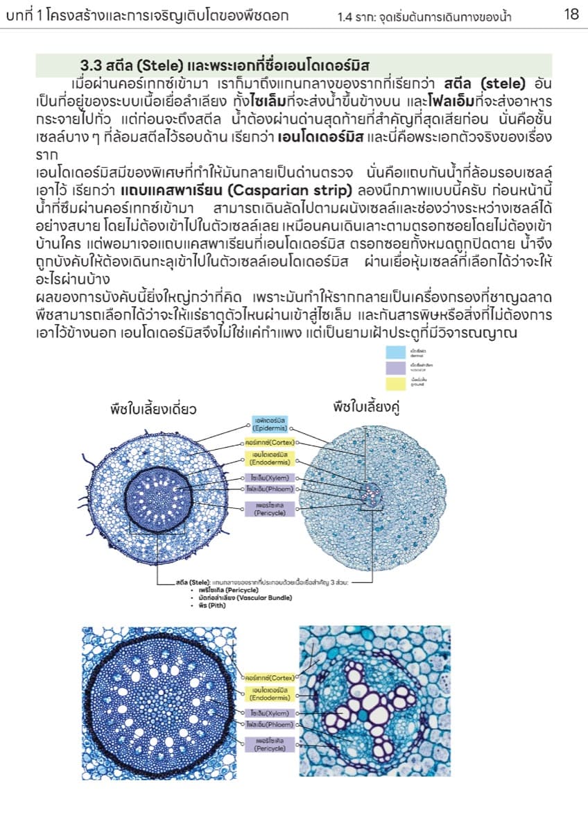 📚 ตำราเรียน เนื้อเยื่อพืช ตัวอย่างหน้า 9