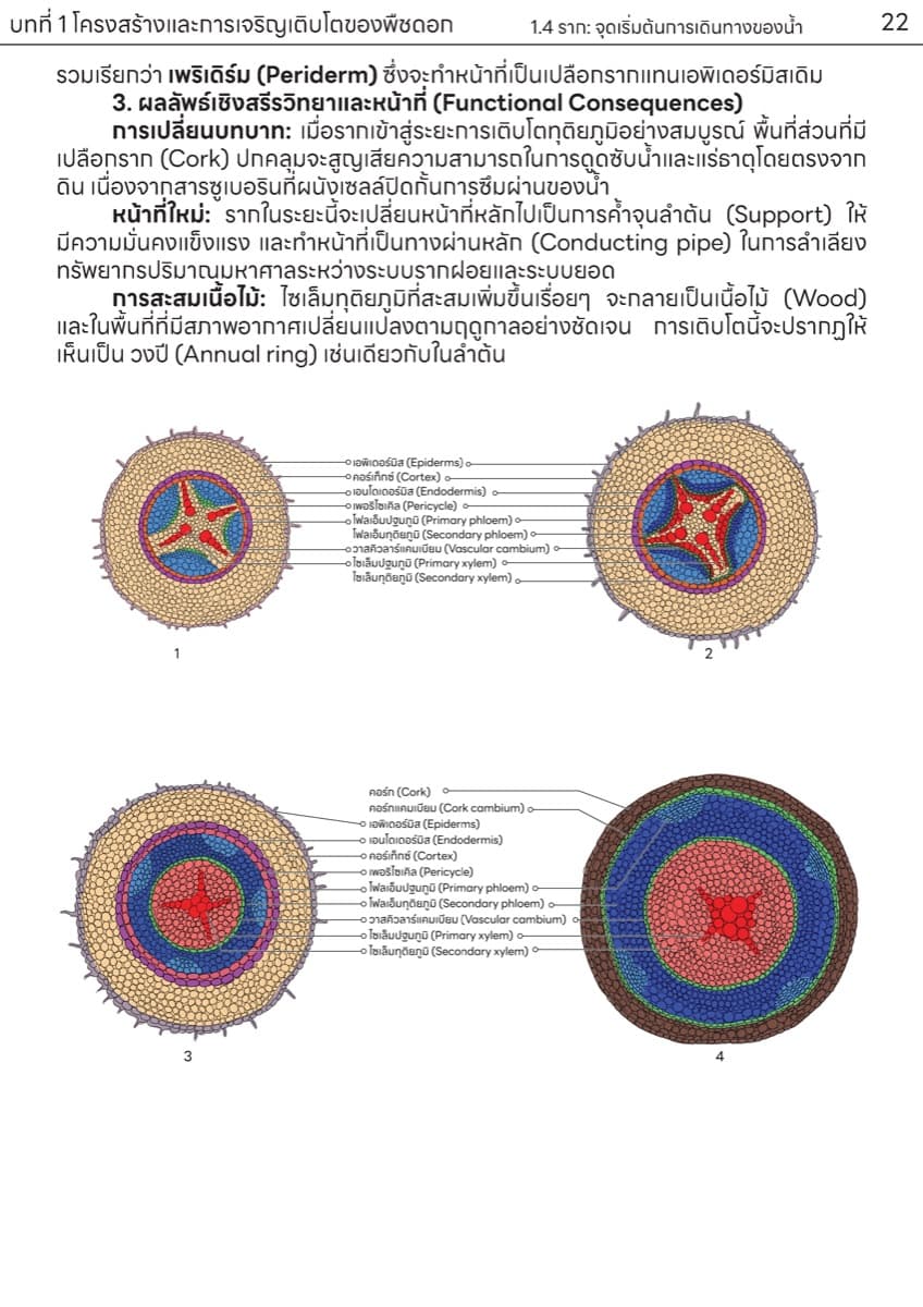 📚 ตำราเรียน เนื้อเยื่อพืช ตัวอย่างหน้า 10