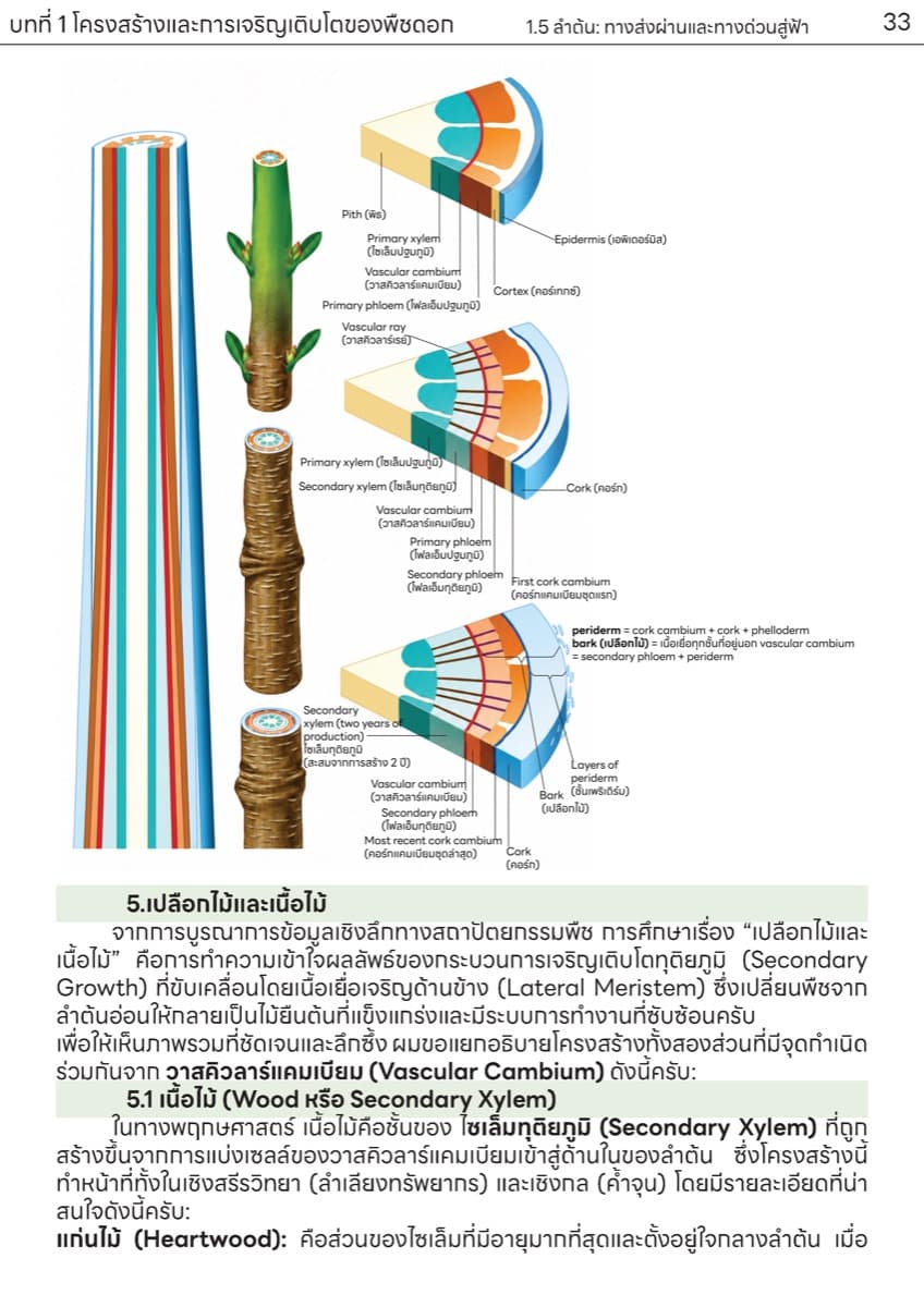 📚 ตำราเรียน เนื้อเยื่อพืช ตัวอย่างหน้า 13